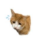 猫のこじろう その1（個別スタンプ：4）