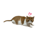 猫のこじろう その1（個別スタンプ：5）