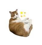 猫のこじろう その1（個別スタンプ：6）