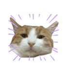 猫のこじろう その1（個別スタンプ：7）