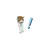 猫のこじろう その1（個別スタンプ：8）