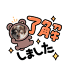 愛犬チワワのクンでーす。（個別スタンプ：1）