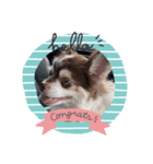 愛犬チワワのクンでーす。（個別スタンプ：2）