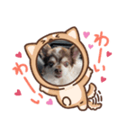 愛犬チワワのクンでーす。（個別スタンプ：3）