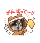 愛犬チワワのクンでーす。（個別スタンプ：7）