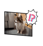 愛犬チワワのクンでーす。（個別スタンプ：8）