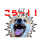 あずきくん③（個別スタンプ：2）