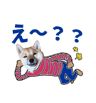 あずきくん③（個別スタンプ：3）