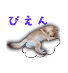 あずきくん③（個別スタンプ：5）