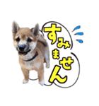 あずきくん③（個別スタンプ：6）