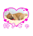 あずきくん③（個別スタンプ：11）