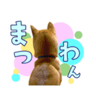 あずきくん③（個別スタンプ：12）
