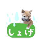 あずきくん③（個別スタンプ：13）