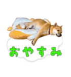 あずきくん③（個別スタンプ：16）