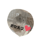 Koa君の日常（個別スタンプ：5）