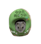 Koa君の日常（個別スタンプ：6）