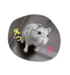 Koa君の日常（個別スタンプ：7）