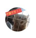 ぽんずびより（個別スタンプ：1）