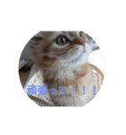 ぽんずびより（個別スタンプ：4）