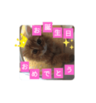 ぽんずびより（個別スタンプ：7）