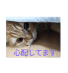 ぽんずびより（個別スタンプ：8）