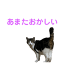 ペスタンプに（個別スタンプ：5）