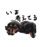 もっといっっっちばんかわいい犬（個別スタンプ：4）