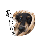 もっといっっっちばんかわいい犬（個別スタンプ：16）