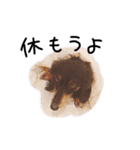 もっといっっっちばんかわいい犬（個別スタンプ：19）