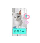 使える挨拶♥（個別スタンプ：6）