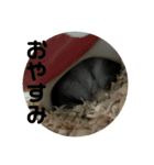 チロルの生活part2（個別スタンプ：5）