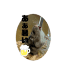 チロルの生活part2（個別スタンプ：8）