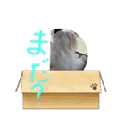 ずっと使えるいぬスタンプ（個別スタンプ：10）