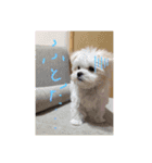 ずっと使えるいぬスタンプ（個別スタンプ：20）