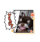 チワワ(日常)（個別スタンプ：5）