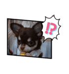 チワワ(日常)（個別スタンプ：6）