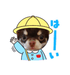 チワワ(日常)（個別スタンプ：8）