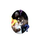 チワワ(日常)（個別スタンプ：13）