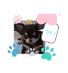 チワワ(日常)（個別スタンプ：15）