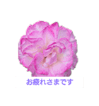 薔薇色の1日（個別スタンプ：2）