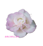 薔薇色の1日（個別スタンプ：3）