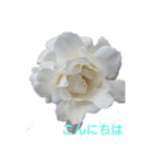 薔薇色の1日（個別スタンプ：4）