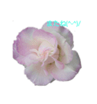 薔薇色の1日（個別スタンプ：5）