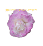 薔薇色の1日（個別スタンプ：6）
