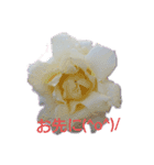 薔薇色の1日（個別スタンプ：7）