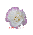 薔薇色の1日（個別スタンプ：8）
