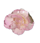 薔薇色の1日（個別スタンプ：11）