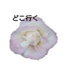 薔薇色の1日（個別スタンプ：12）