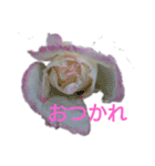 薔薇色の1日（個別スタンプ：13）