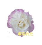 薔薇色の1日（個別スタンプ：14）